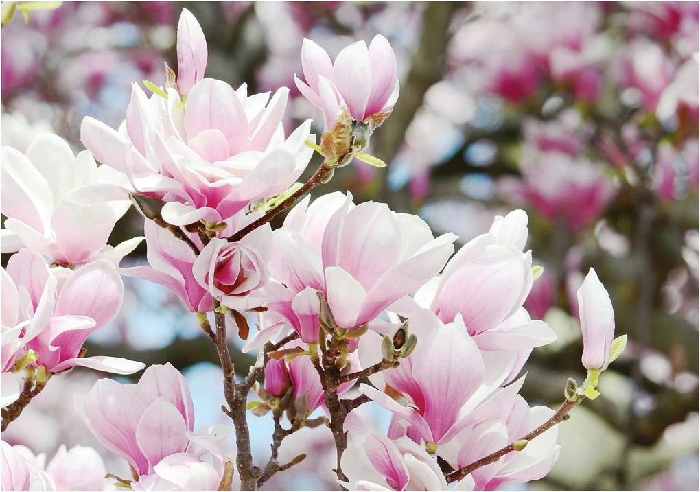 Fotótapéta virág magnólia fotótapéta 368 x 254