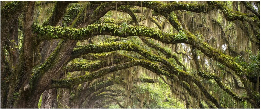 Kép - Oaks Avenue, Charleston, Dél-Karolina, Egyesült Államok (120x50 cm)