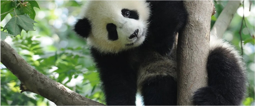 Kép - Panda a fán (120x50 cm)