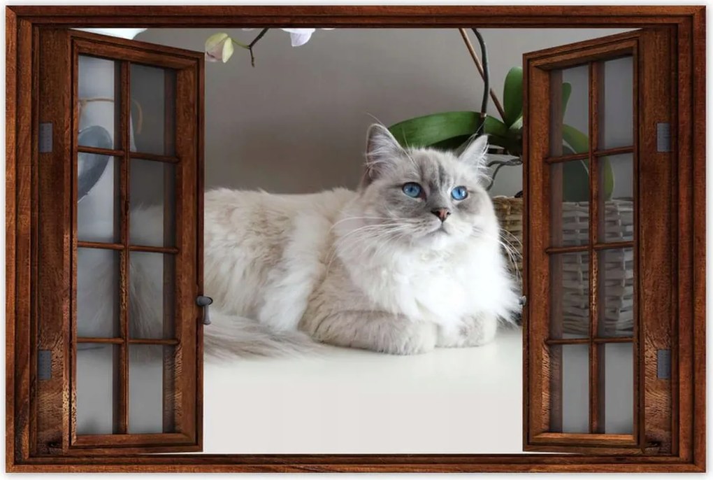 Poszterek 120x80 Ragdoll fajta macska