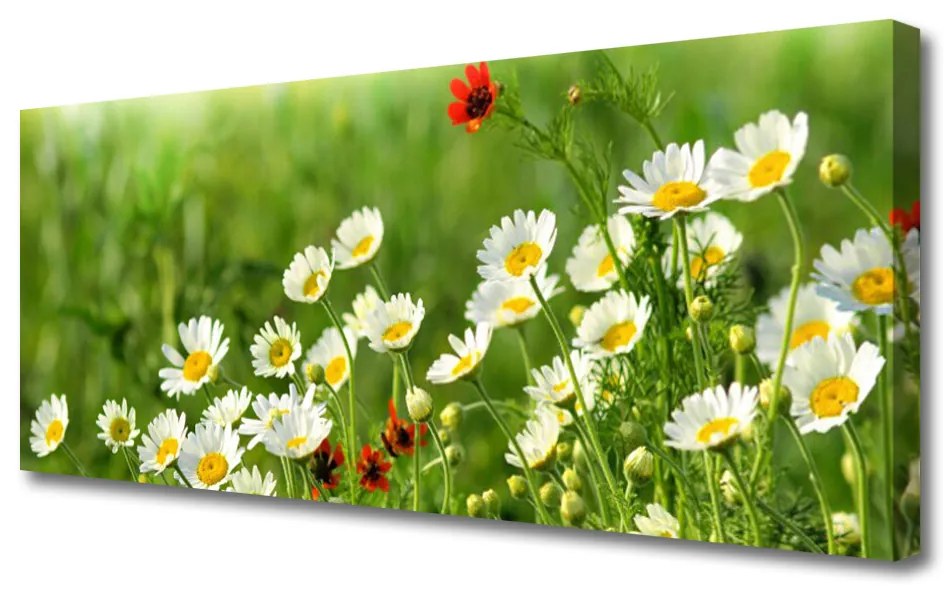 Vászonkép Daisy növény természet 140x70 cm