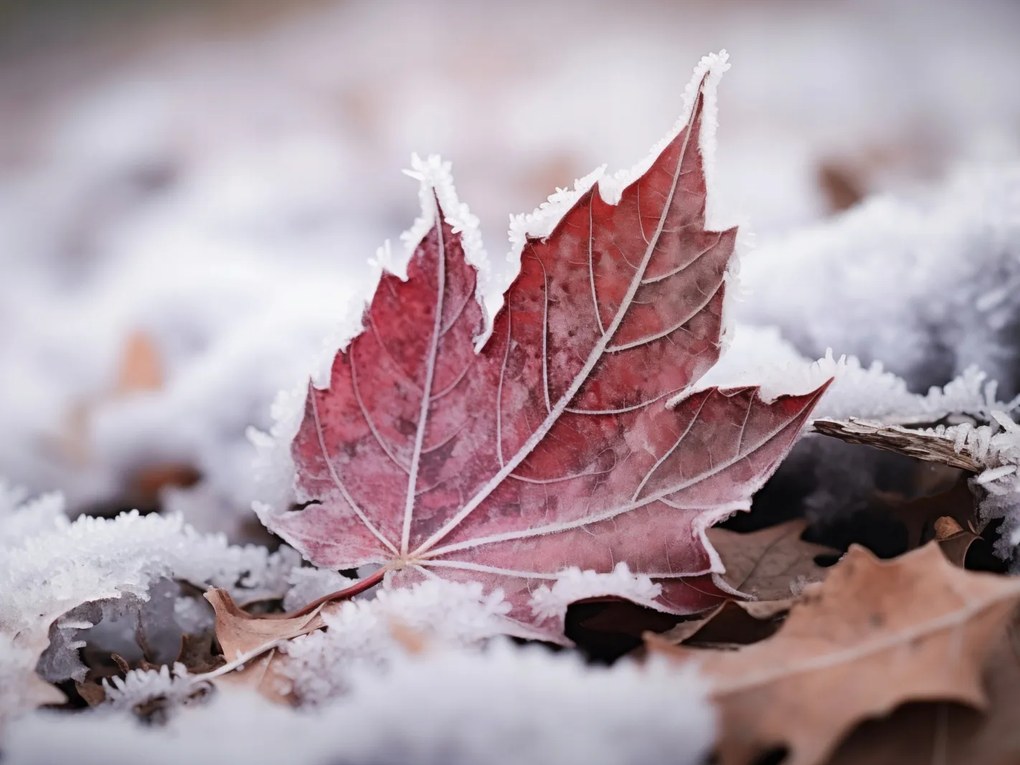 Poszter 20x15cm Levél az ősz végén