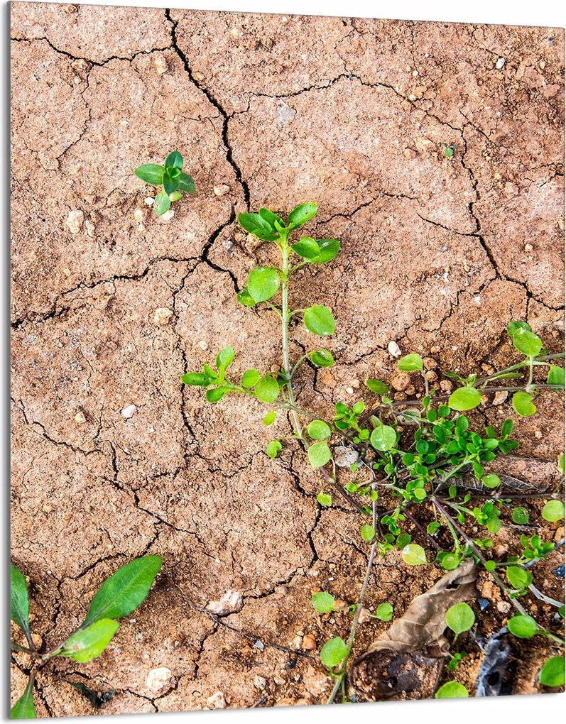 Üveg Vágódeszka 40x52 Növények a Konyhába