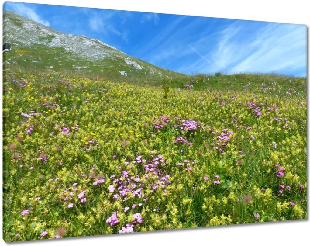 Festmények 100x70 Alpesi rét