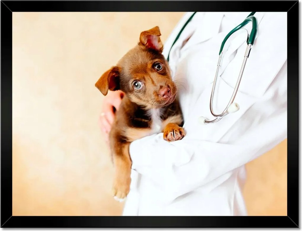 Poszterek keretben 40x30 Állatorvos vizsgálja a kutyust
