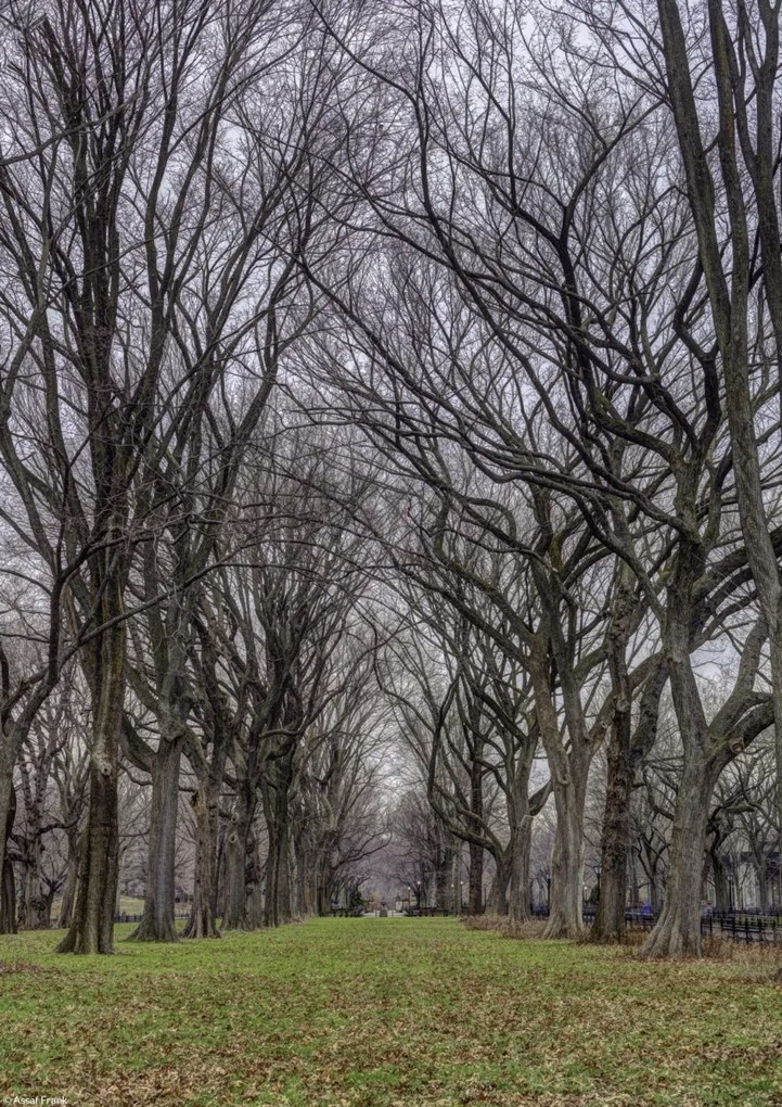 Poszter 21x29,7cm Fasorok a Central Parkban, Assaf Frank