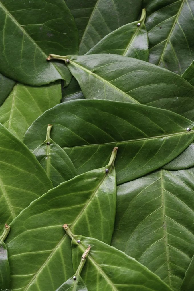 Poszter 30x45cm Zöld levelek, Assaf Frank