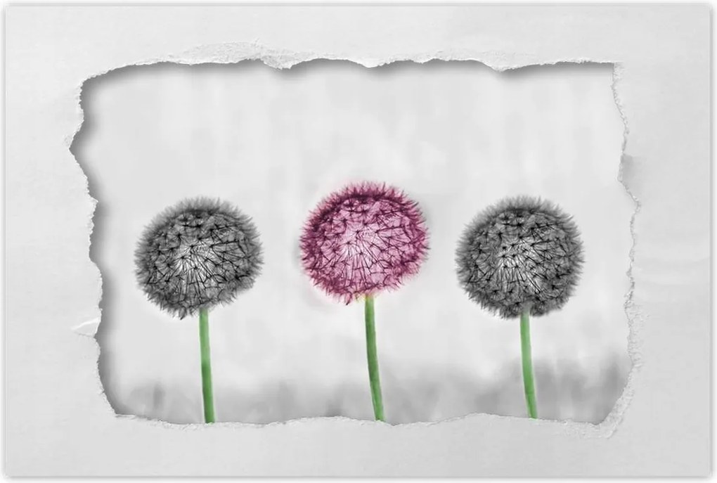 Poszterek 90x60 Pitypangok