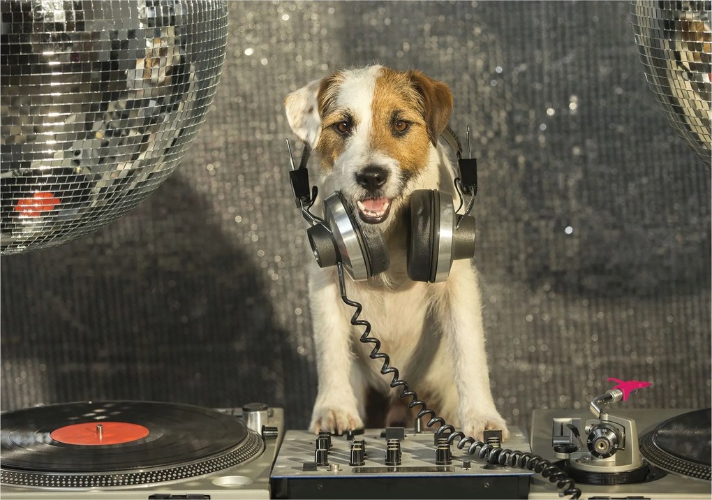 Flizelin fotótapéta Kutya Dj fejhallgatóval és diszkó gömbökkel 200x140 +ragasztó