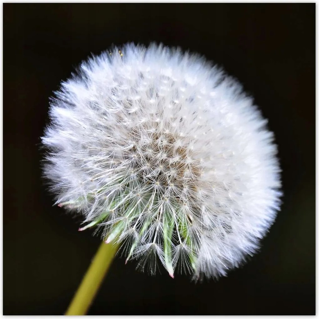 Poszterek 100x100 Pitypang Virág Virágok