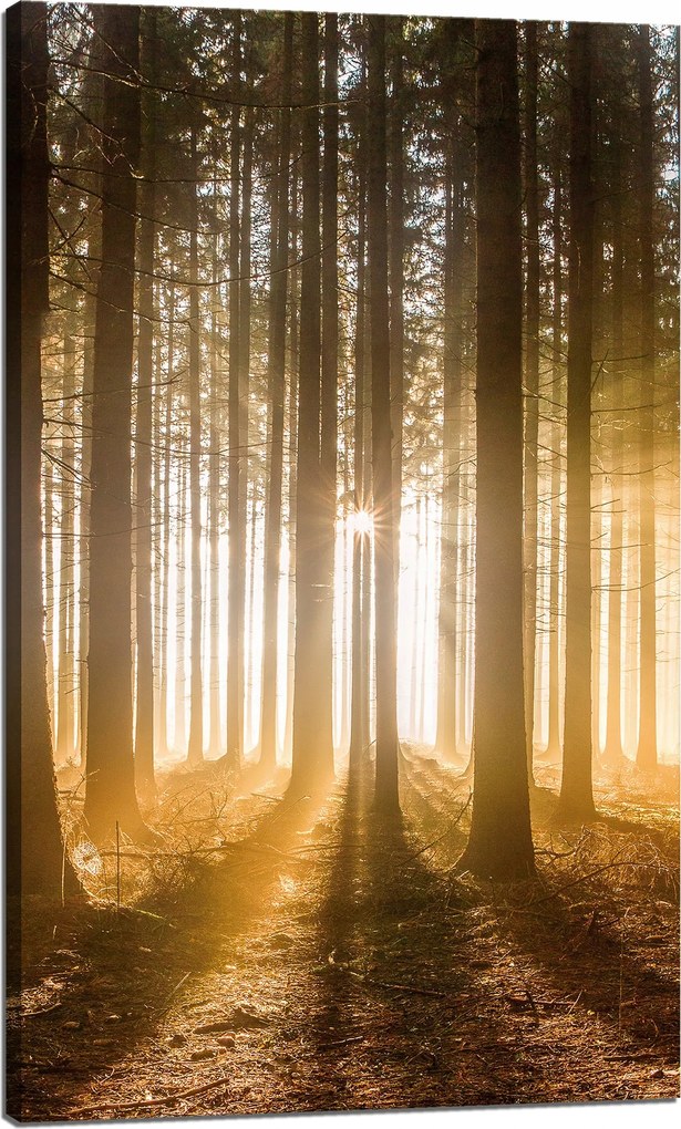 Vászonkép Nap az erdőben Fény fák 60x100 cm