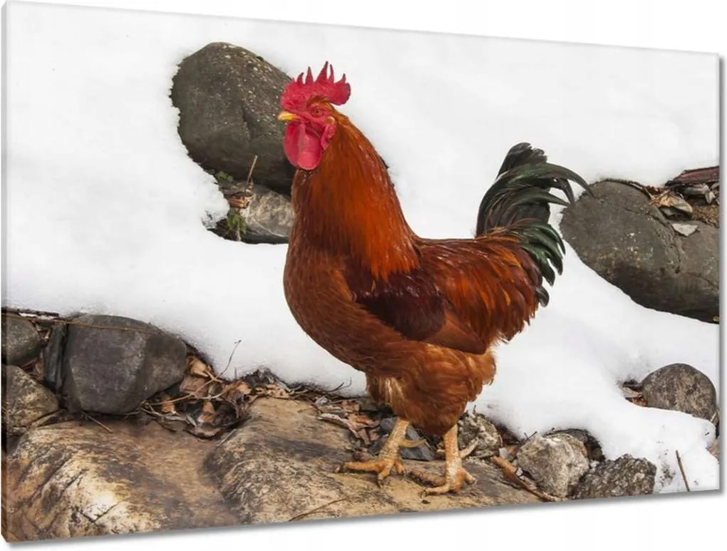 Képek 120x80 Kakas Igazi harcos