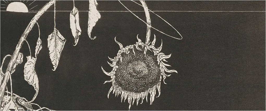 Modern fotótapéta Flizelina a falra Nosztalgikus napraforgó 250x104