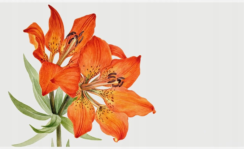 Fali fotótapéta Étkezőbe Narancs liliom 416x254 Ragasztó