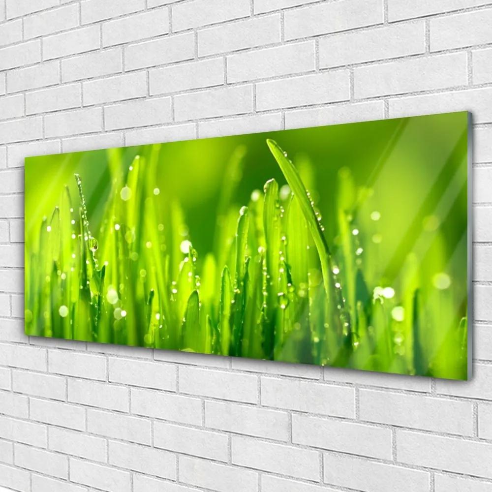Üvegkép Green Grass Dew Drops 100x50 cm