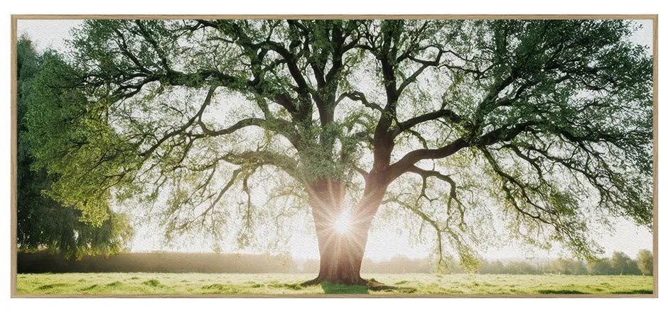 Kép 150x60 cm Tree in the Sun