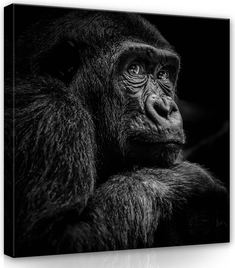 Vászonkép 80x80 Gorilla portré fekete-fehér állat vad természet művészet