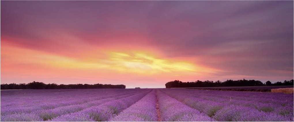 Kép - Levendula mező (120x50 cm)