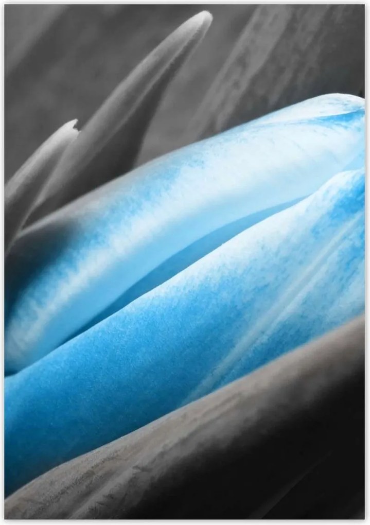 Poszterek 70x100 Kék szirmok Tulipán