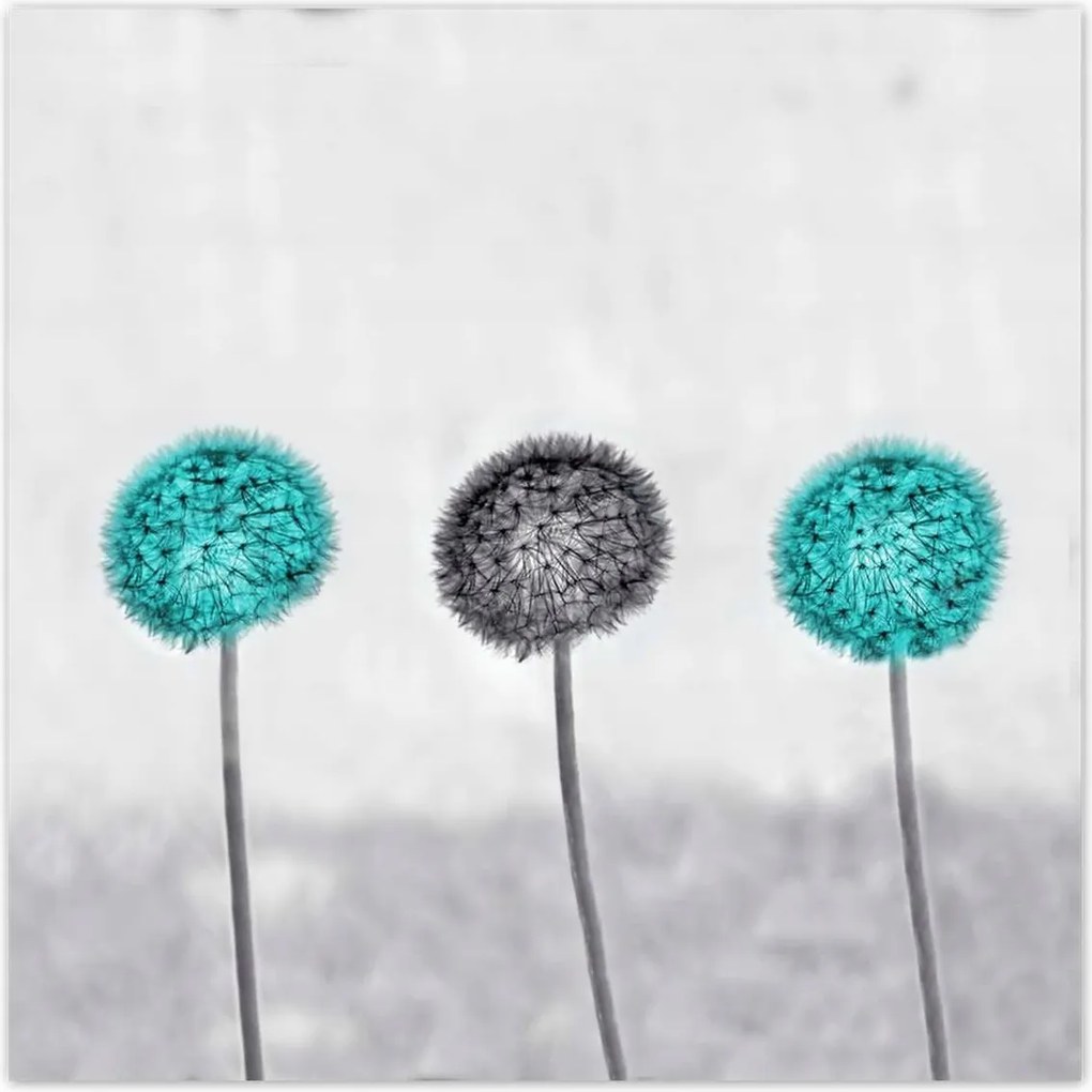 Poszterek 100x100 Türkiz pitypangok