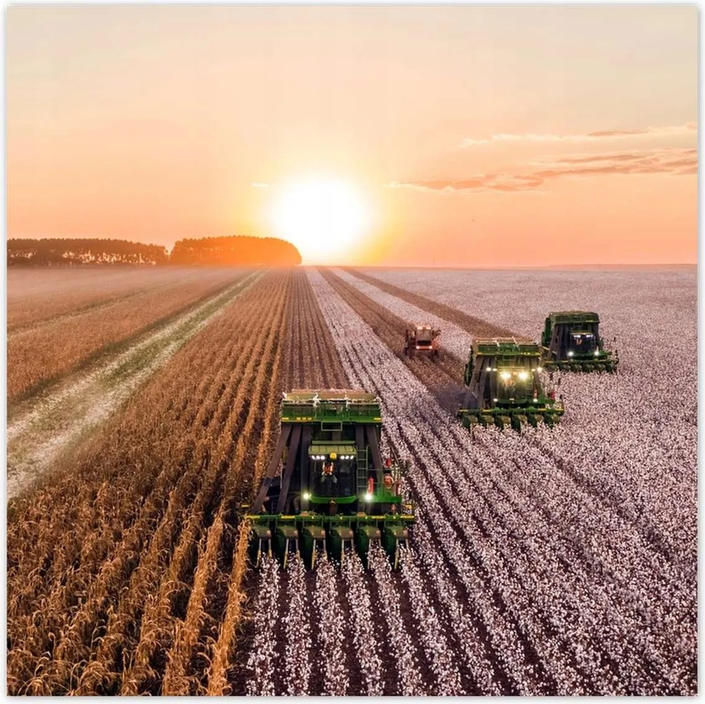 Poszterek 100x100 Aratás Mezőgazdaság Kombájn