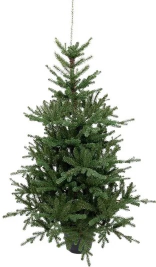 3D Tiroli Luc cserepes műfenyő 150cm