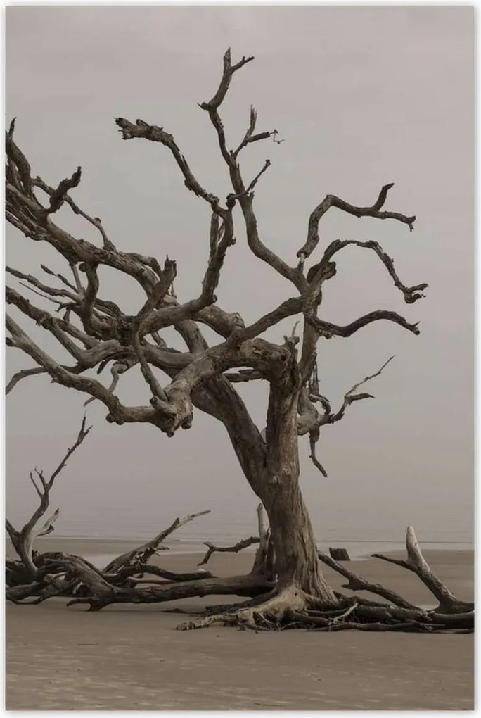 Poszterek 80x120 Fa Kilátás