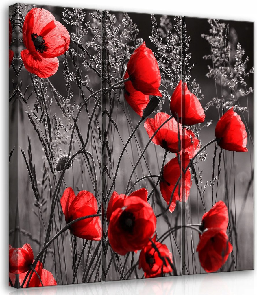 Vászonkép 90x100 Pipacsok triptichon piros kontraszt fekete-fehér háttér virágok természet