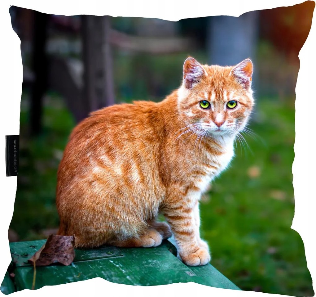 Vörös macska párna 40x40 Ajándéknak is tökéletes