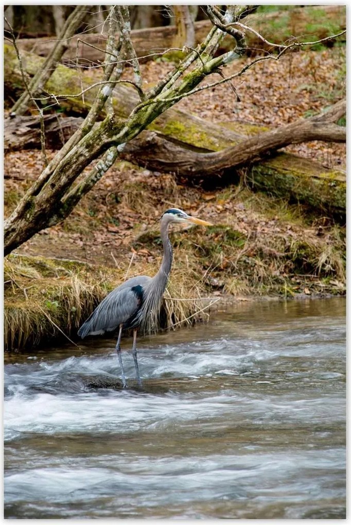 Poszterek 60x90 Kalapos madár Tájkép Kilátás