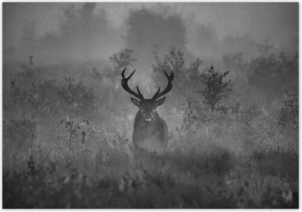 Poszterek 100x70 Szarvas a ködben