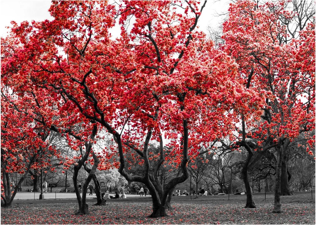 Kép - vörös fák, Central Park, New York (70x50 cm)