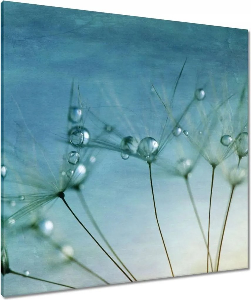 Vászonkép 80x80 Pitypang Virág Virágok