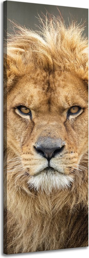 Vászonkép Vad oroszlán portré Sörény Állat 40x120 cm