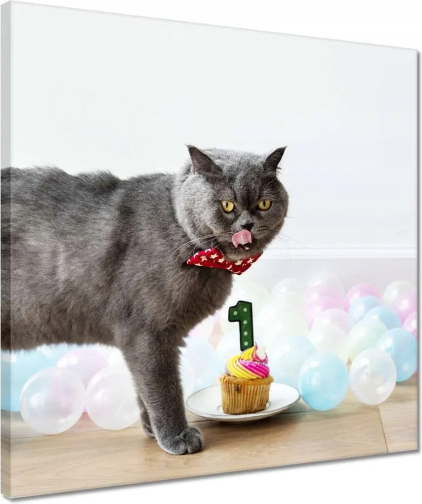 Vászonkép 40x40 Cica