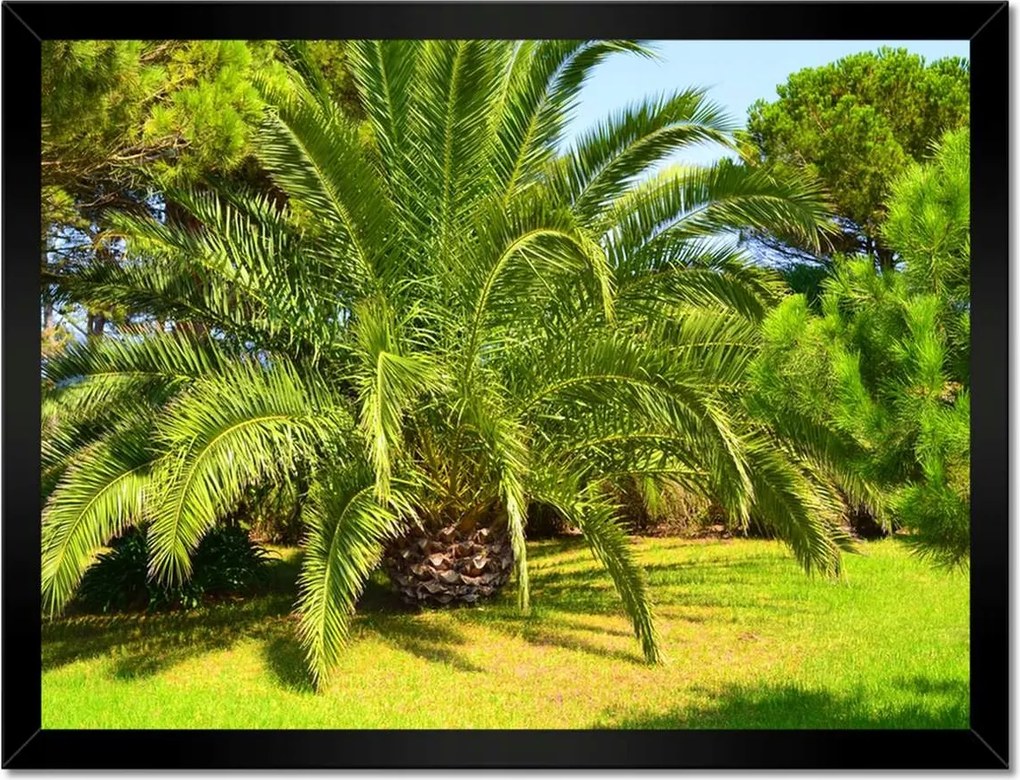 Poszterek keretben 40x30 Trópusok Tájkép Pálmafák