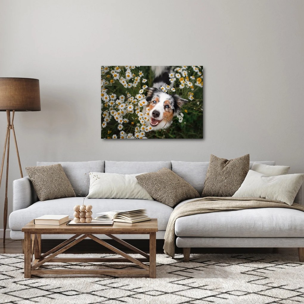 Kép - Ausztrál juhászkutya (70x50 cm)