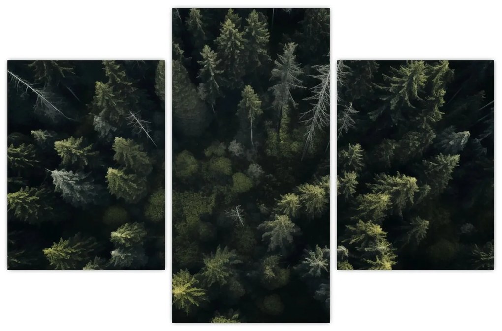 Kép - Forest (90x60 cm)