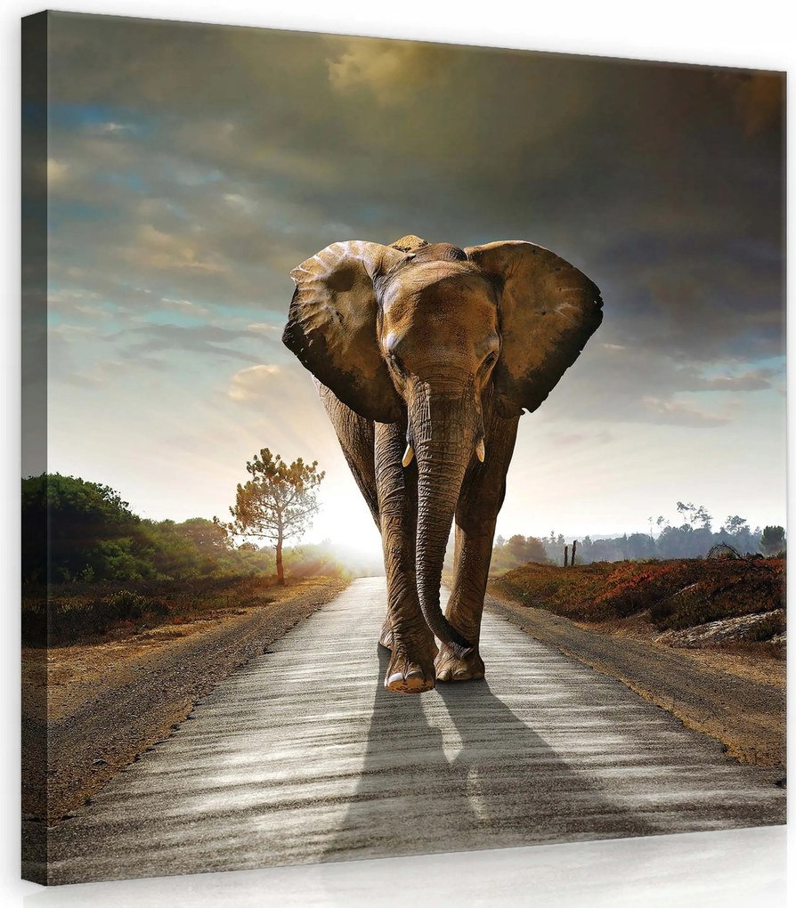 Vászonkép 40x40 Elefánt út naplemente vad természet magány ég fény
