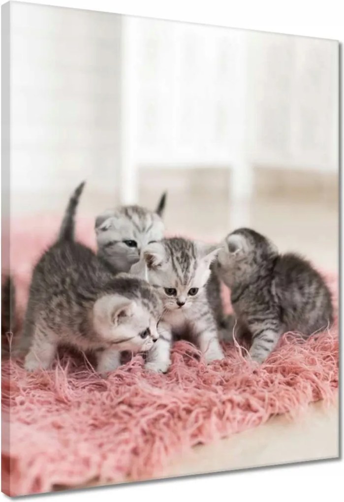 Vászonkép 40x50 Cica Cicák