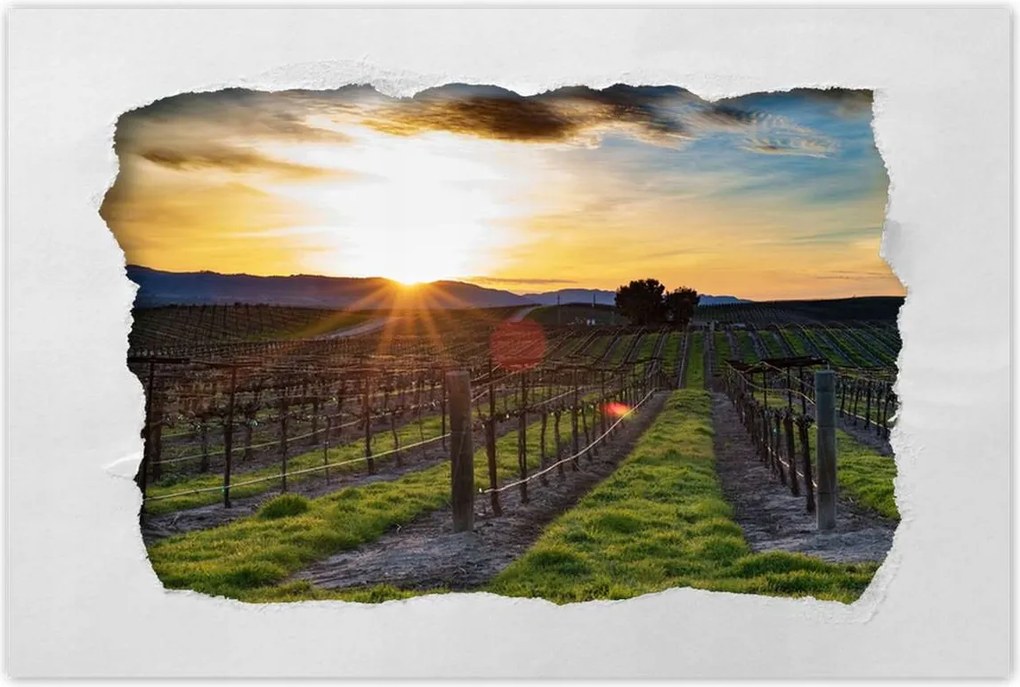 Poszterek 120x80 Szőlőbirtok Tájkép