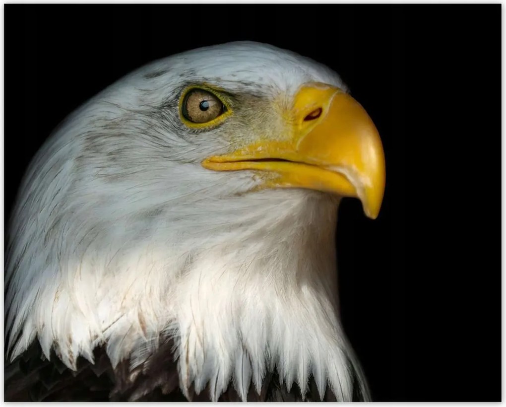 Poszterek 50x40 Fehér amerikai madár