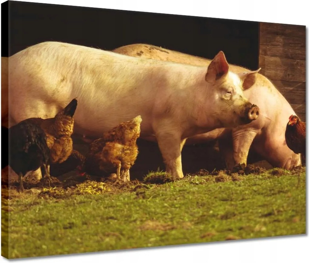 Vászonkép 40x30 Állatok