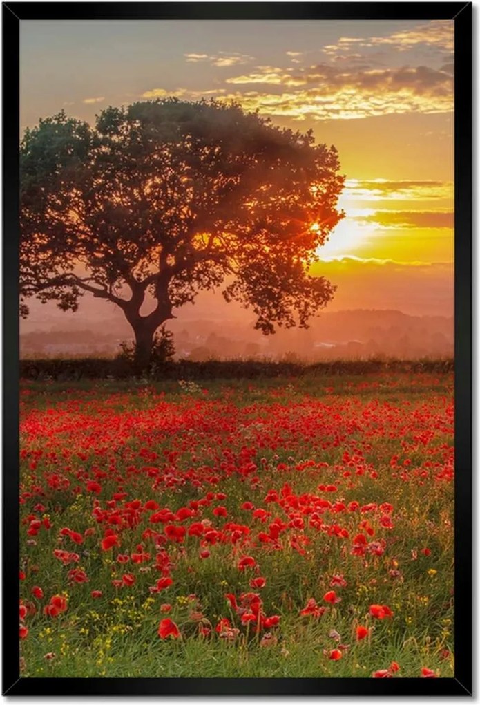 Poszterek keretben 40x60 Pipacsok a mezőn Tájkép