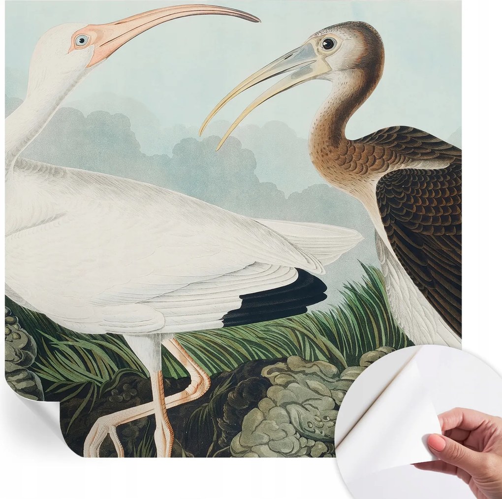 Öntapadós fotótapéta Nappaliba és Hálószobába Madárpár 250x250 cm