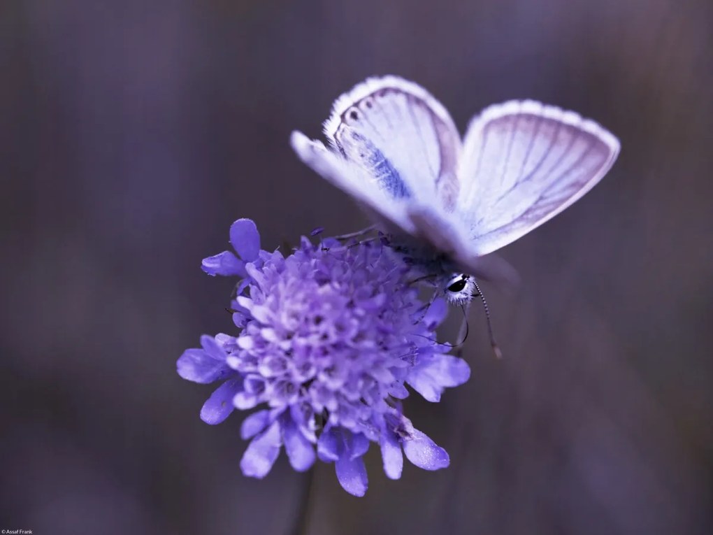 Poszter 40x30cm Pillangó a virágon, Assaf Frank