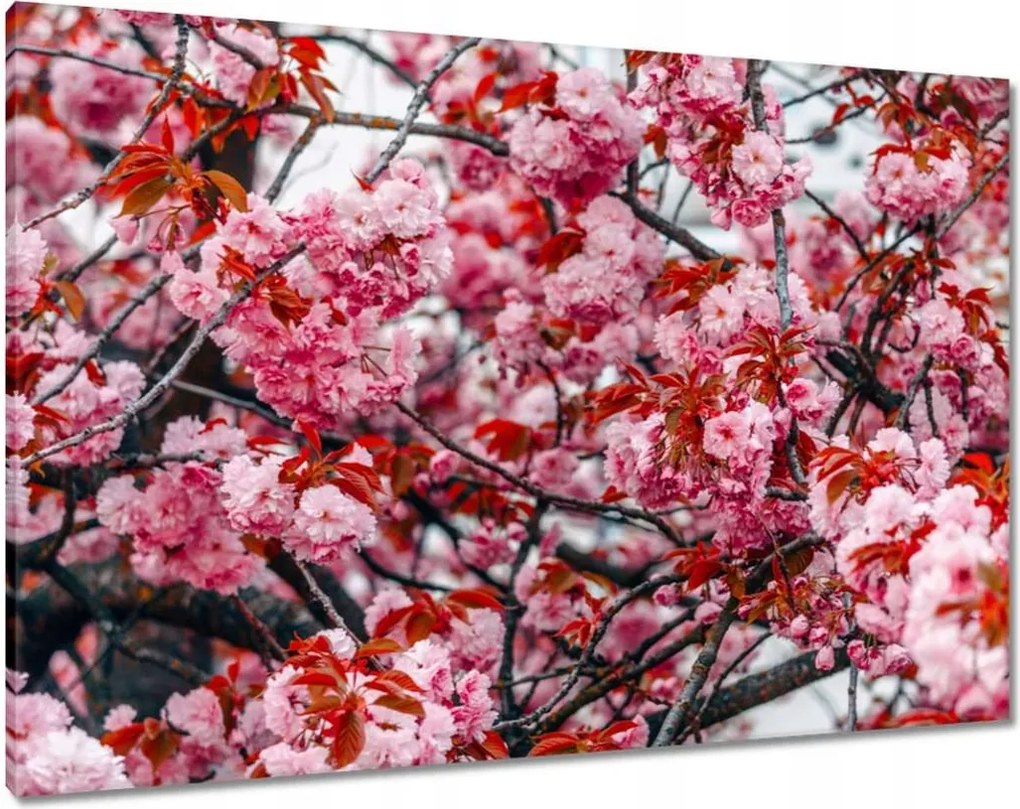 Vászonkép 100x70 Finom virágok Virágok