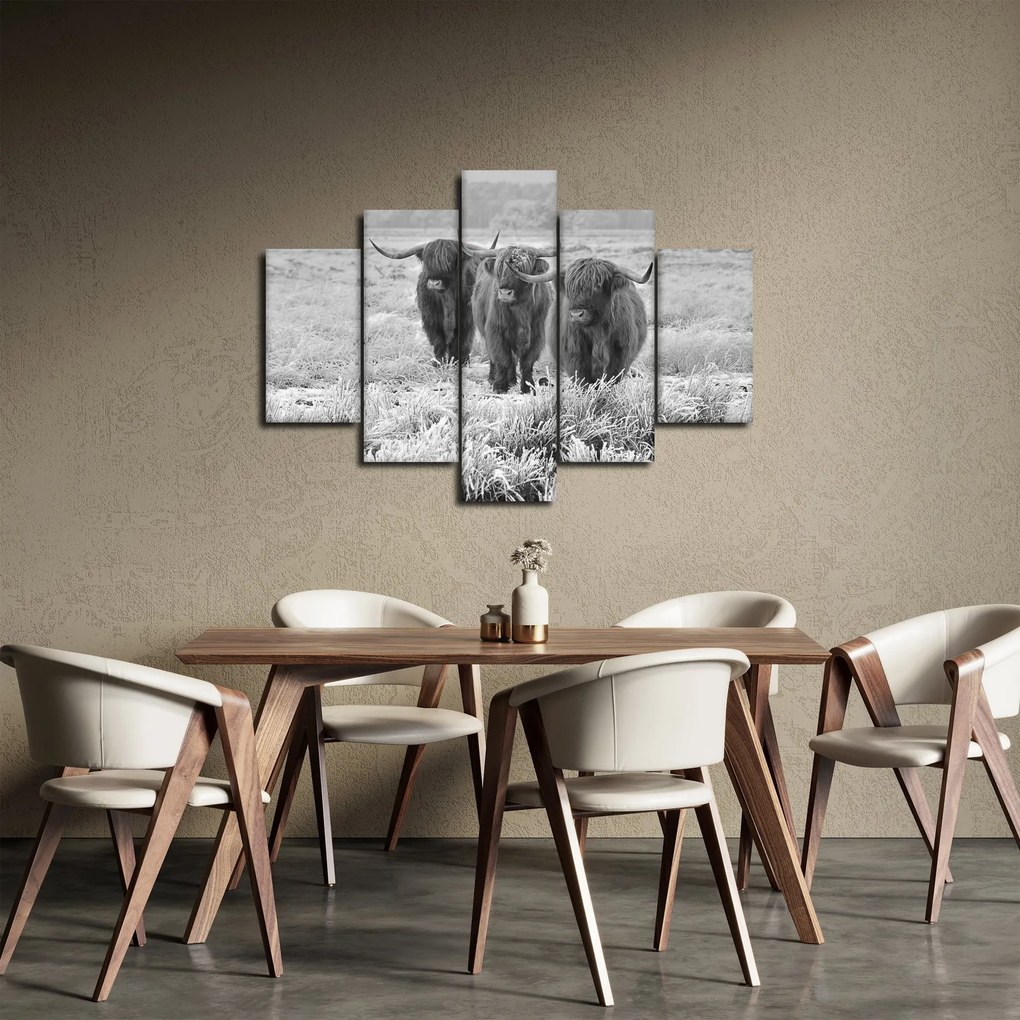 Kép - Skót tehenek, fekete-fehér (150x105 cm)