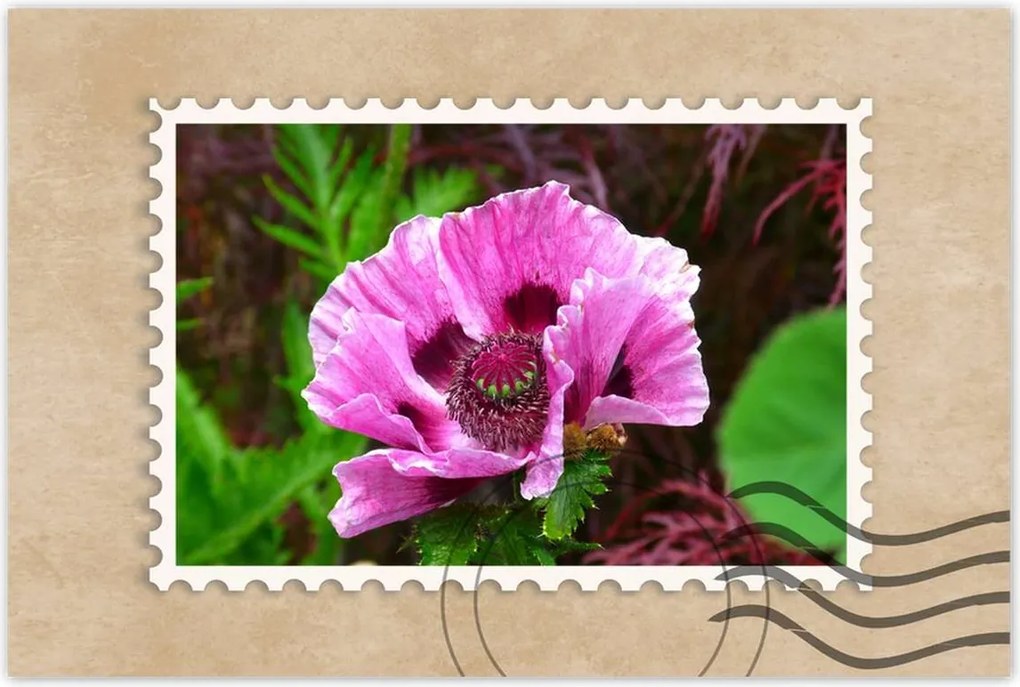 Poszter 60x40 Lila virág