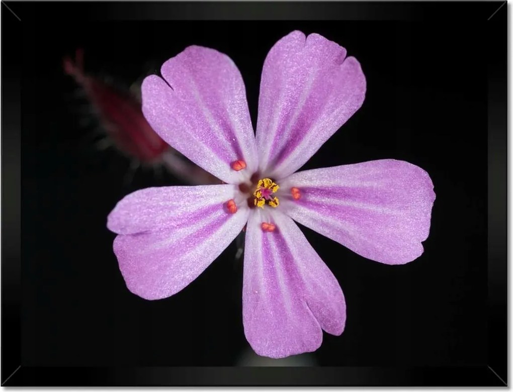 Poszterek keretben 40x30 Nőnap Ajándék Love